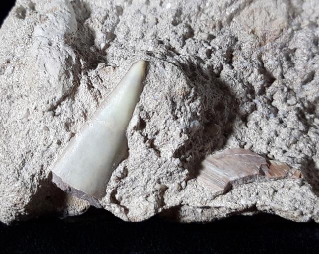 Phacodus punctatus (DIXON 1850) - Bild © FossNet FossilienStore